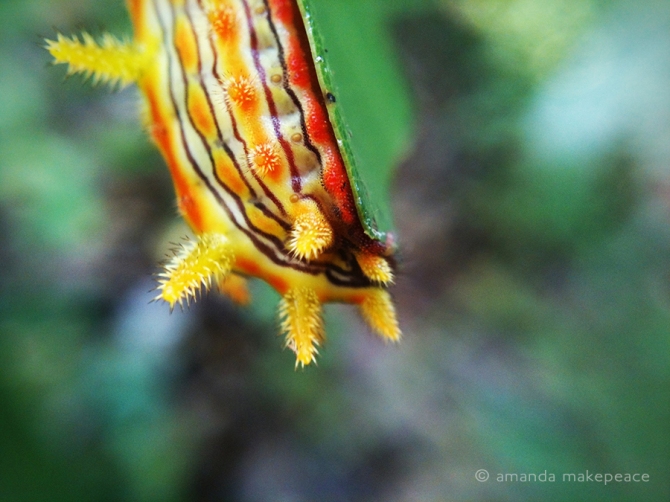 Flaming Caterpillar © Amanda Makepeace